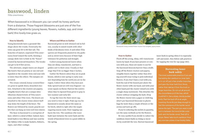 Northeast Foraging: 120 Wild and Flavorful Edibles from Beach Plums to Wineberries