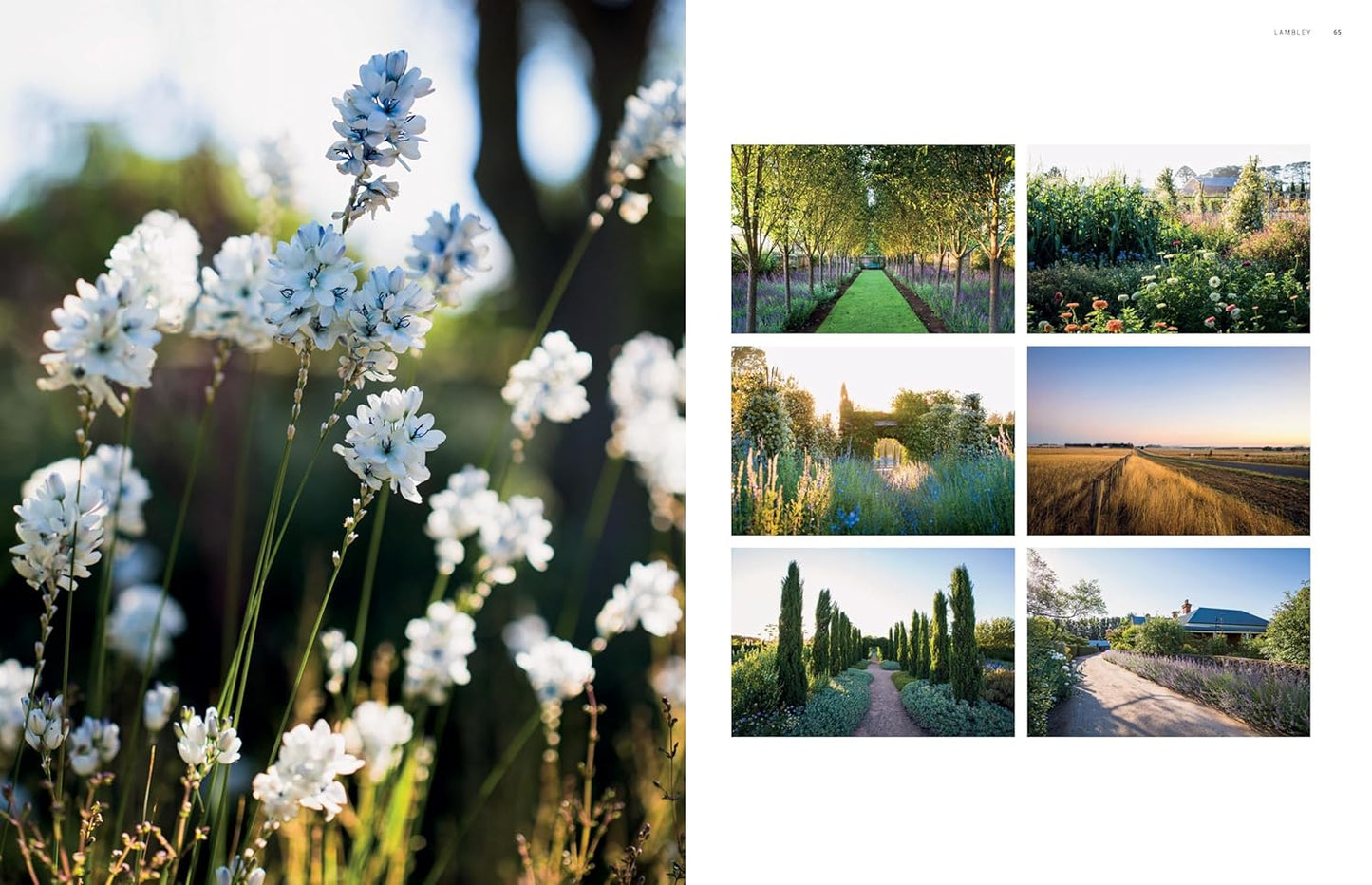Dreamscapes: Inspiration and Beauty in Gardens Near and Far: Inspiration and Beauty in Gardens Near and Far