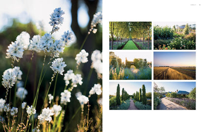 Dreamscapes: Inspiration and Beauty in Gardens Near and Far: Inspiration and Beauty in Gardens Near and Far