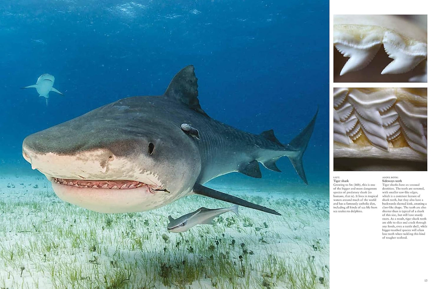 Sharks and Underwater Predators