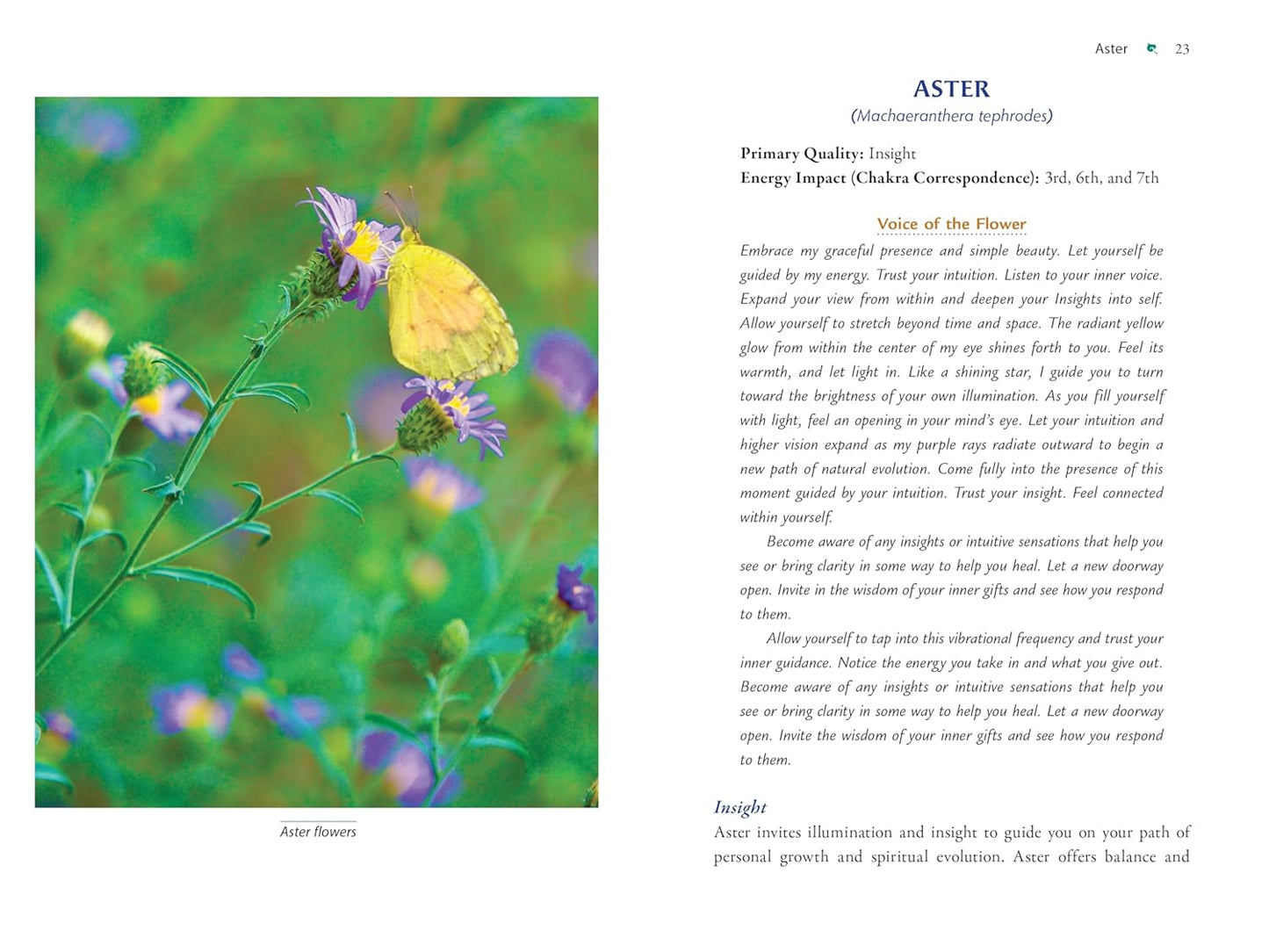 Plant Energy Medicine: The Guiding Voice and Healing Vibration of 58 Plants: The Guiding Voice and Healing Vibration of 58 Plants
