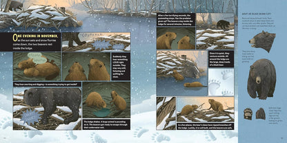 What Goes on Inside a Beaver Pond?