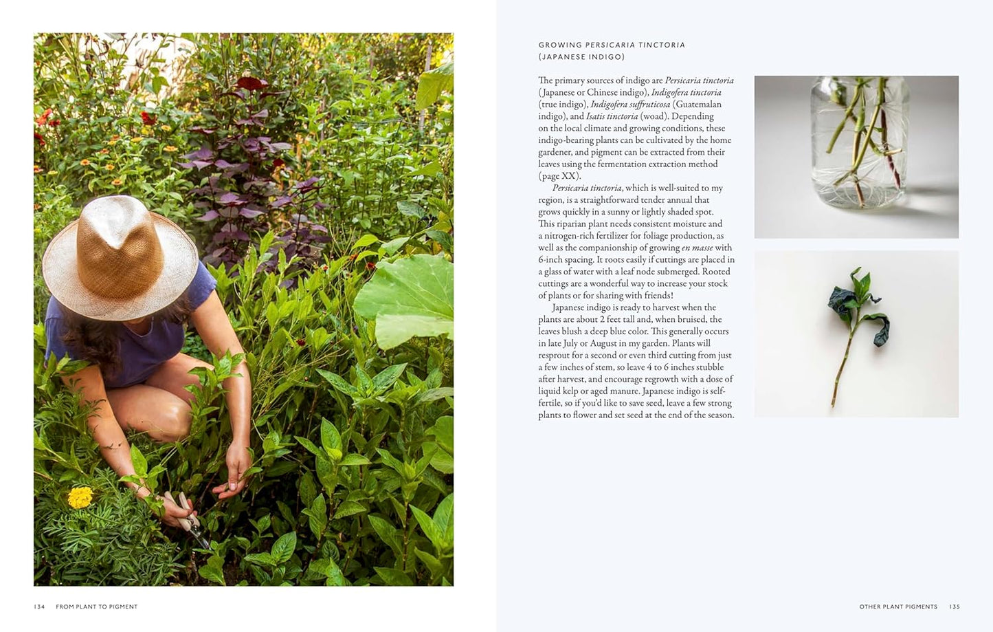 From Plant to Pigment: How to Make Your Own Vibrant Inks, Pastels and Paints by Natalie Stopka
