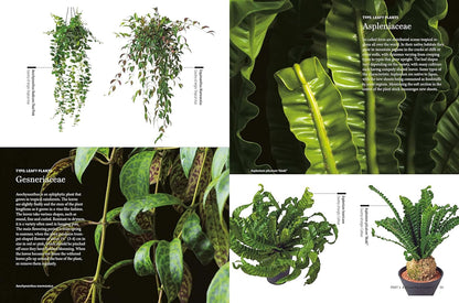 House Plants for Every Space: A Concise Guide to Selecting, Designing and Maintaining Plants in Any Indoor Space: A Concise Guide to Selecting, Designing and Maintaining Plants in Any Indoor Space