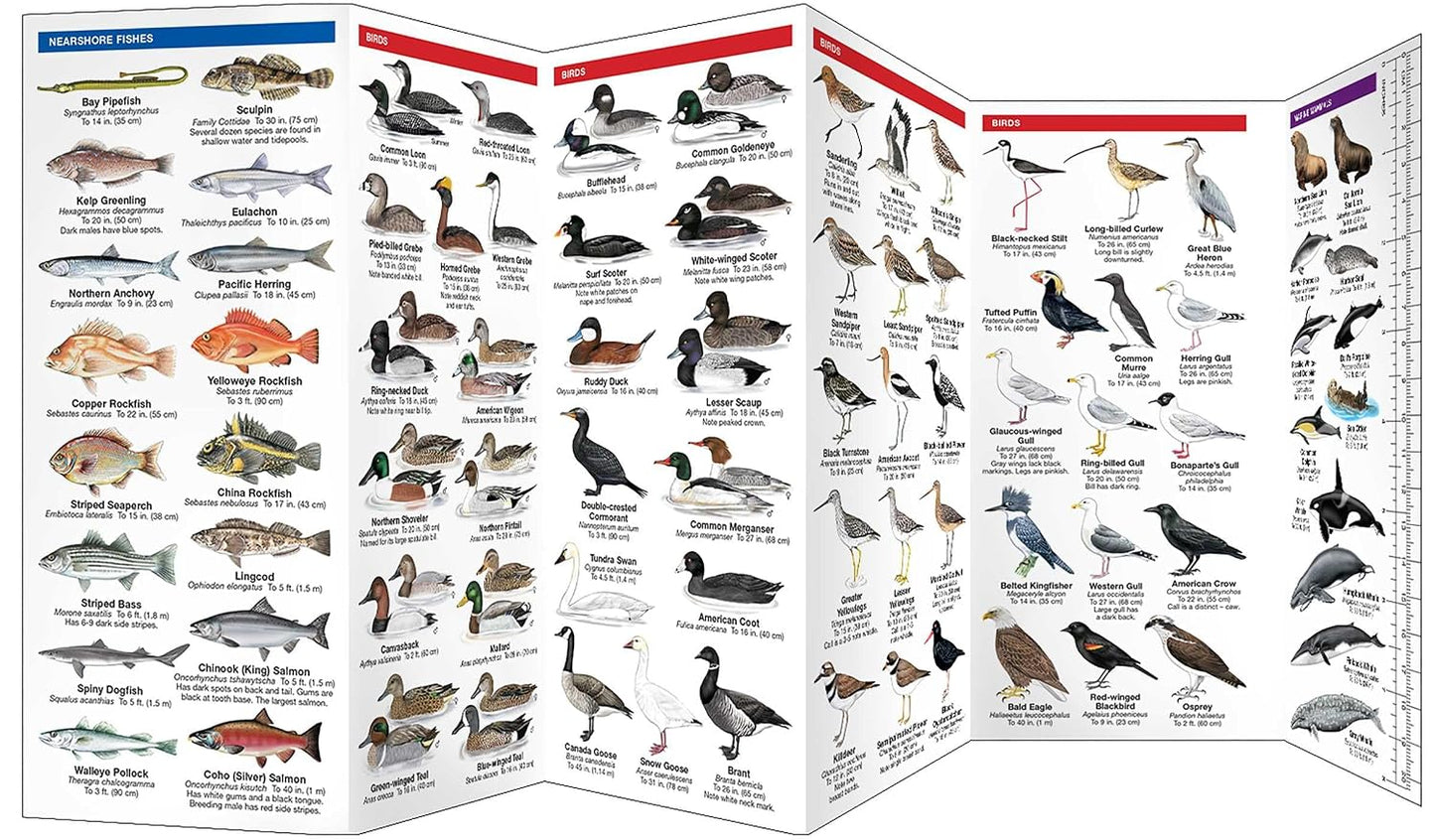 Northwest Seashore Life: A Folding Pocket Guide to Familiar Animals & Plants (2nd Ed)