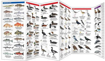 Northwest Seashore Life: A Folding Pocket Guide to Familiar Animals & Plants (2nd Ed)