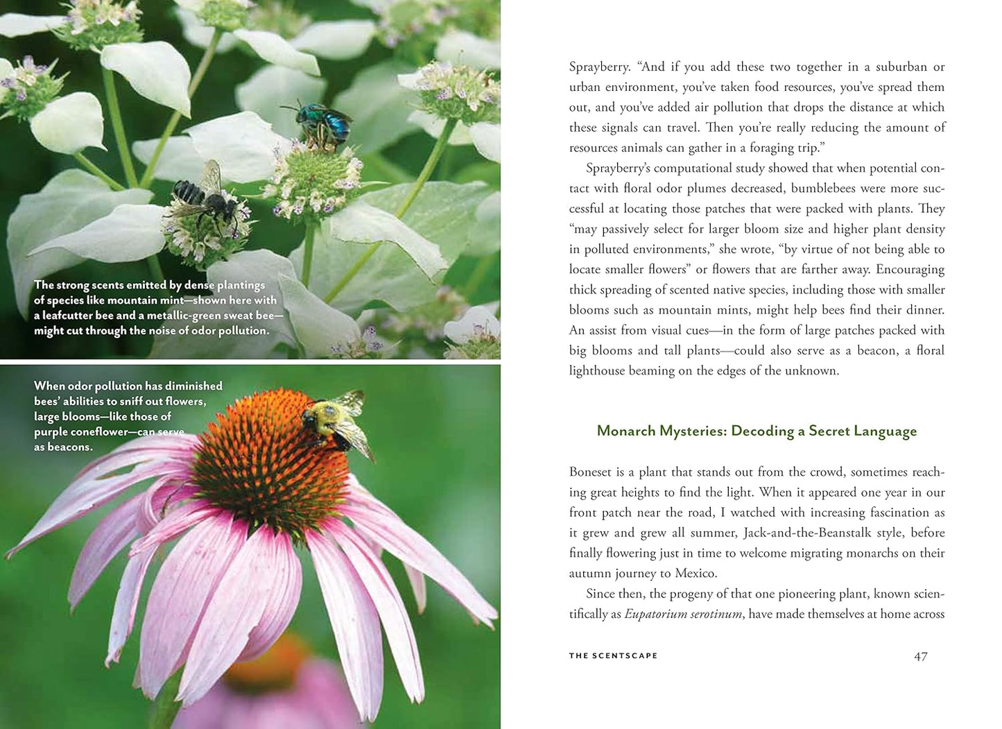 Wildscape: Trilling Chipmunks, Beckoning Blooms, Salty Butterflies, and Other Sensory Wonders of Nature by Nancy Lawson