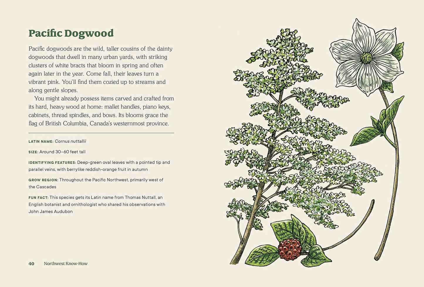Northwest Know-How: Trees: (A Tree Identification Book): (A Tree Identification Book)