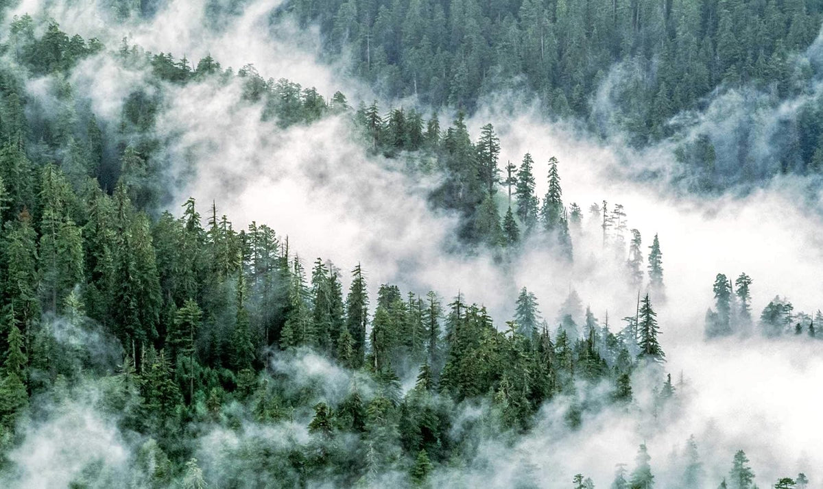 Trees: Between Earth and Heaven (Gift Edition)