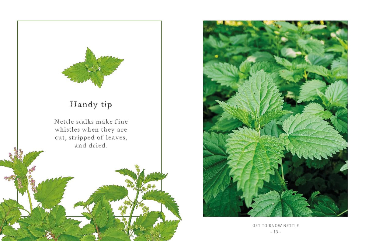 Nettle: Simple Things to Do with the Plants Around You (The Little Wild Library)