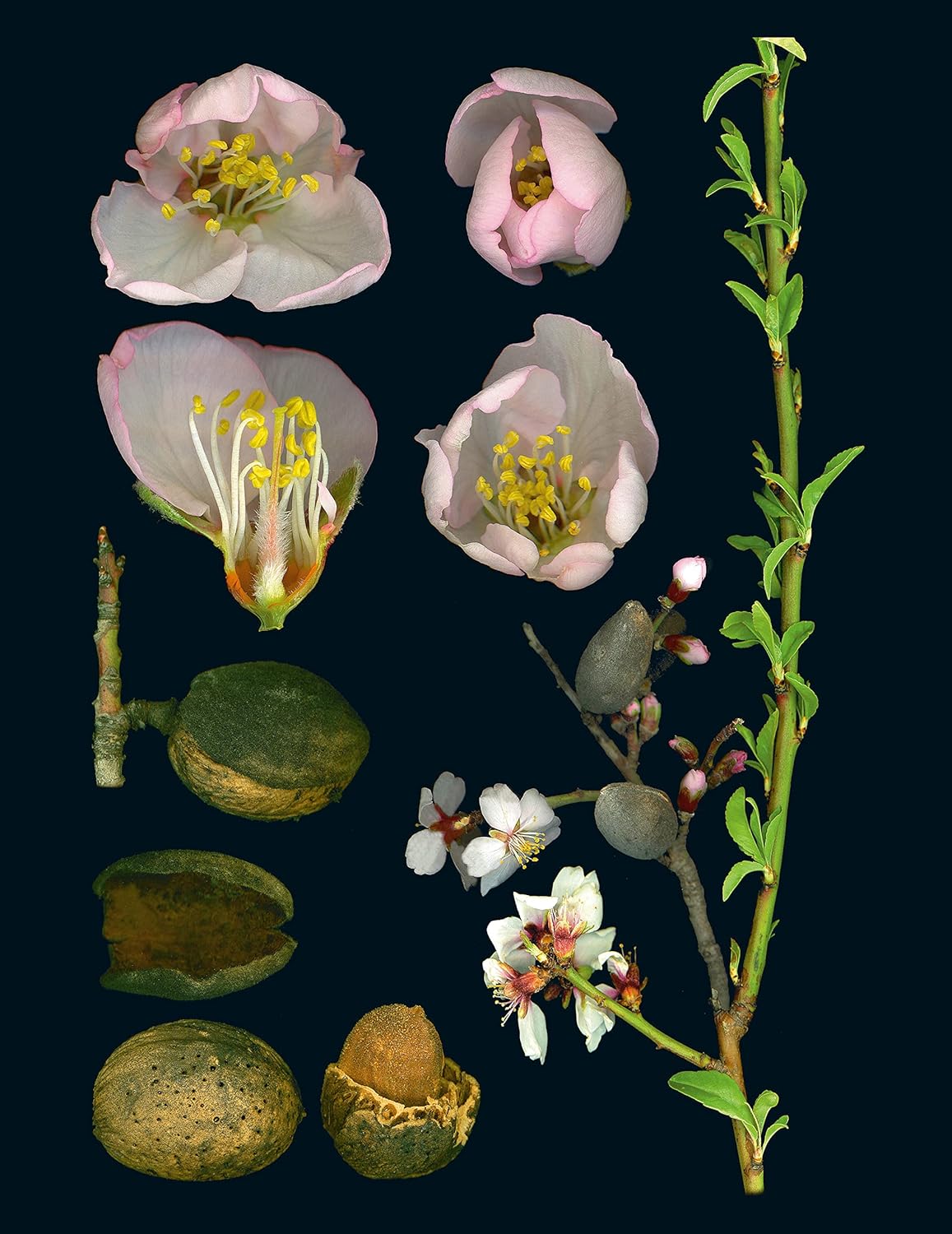 100 Plants That Heal: The Illustrated Herbarium of Medicinal Plants by François Couplan & Gérard Debuigne