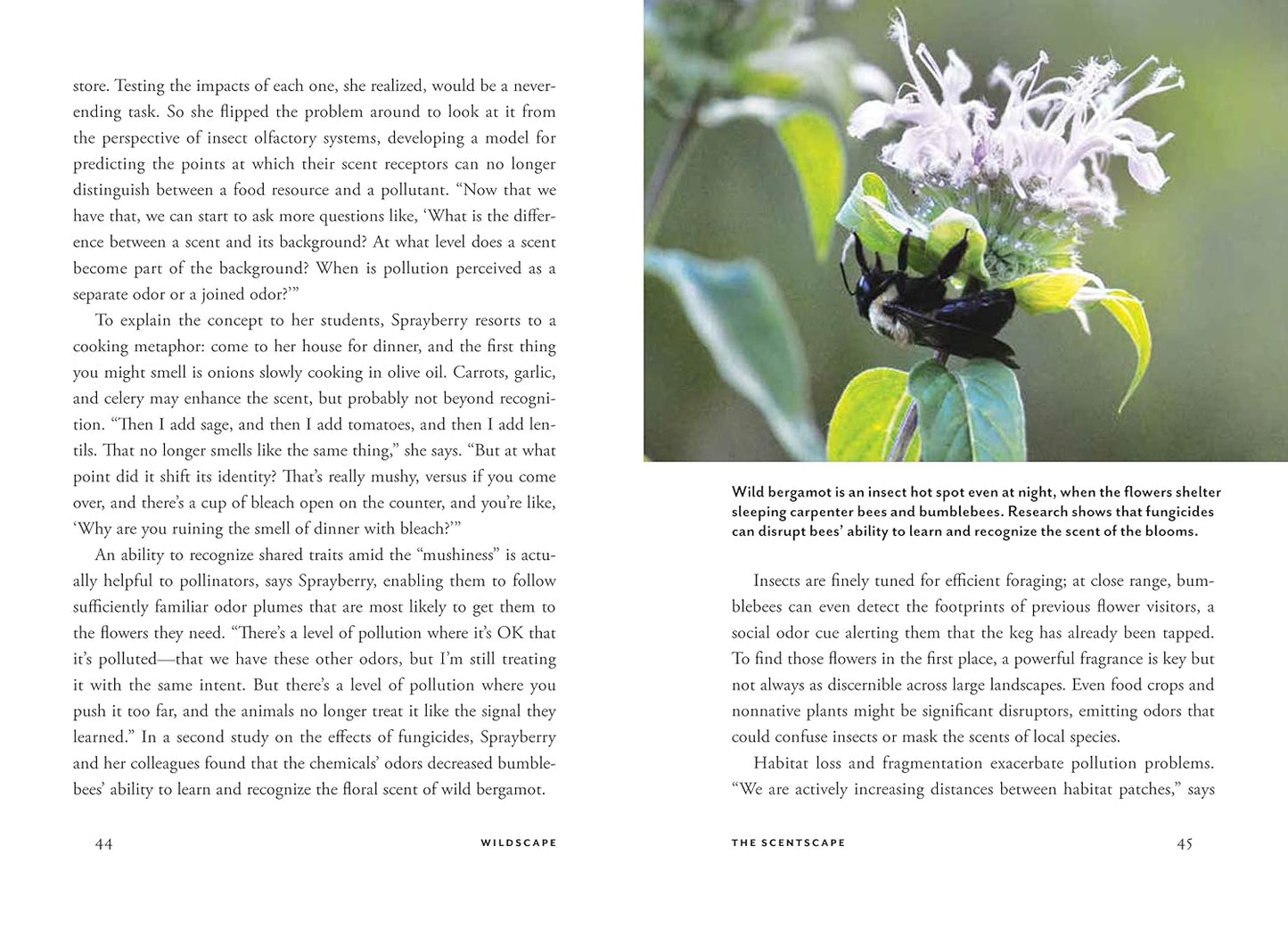 Wildscape: Trilling Chipmunks, Beckoning Blooms, Salty Butterflies, and Other Sensory Wonders of Nature by Nancy Lawson