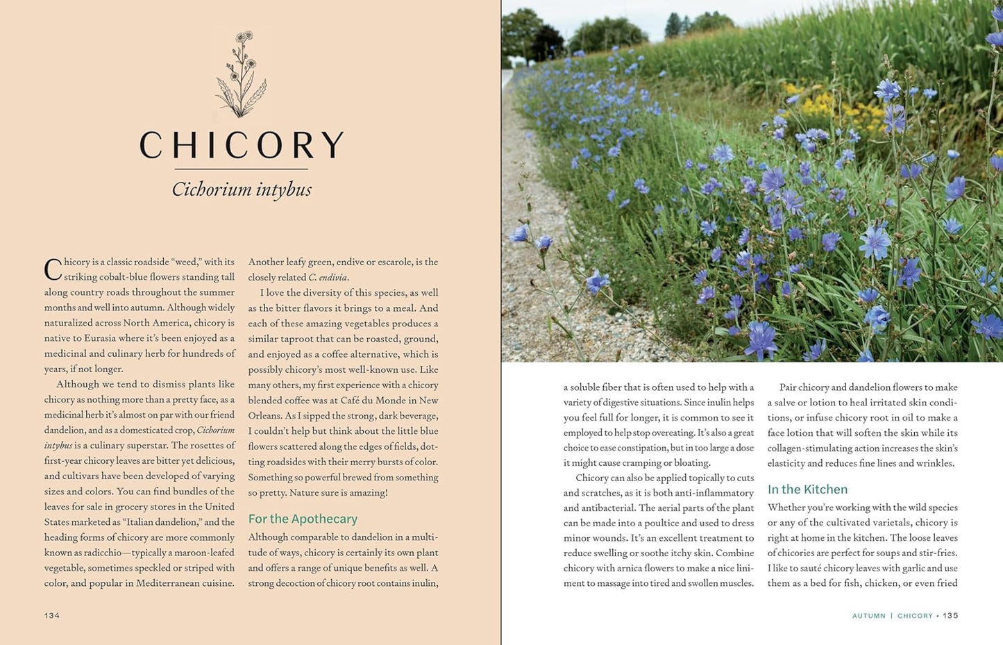Herbs in Every Season: 48 Edible and Medicinal Herbs for the Kitchen, Garden, and Apothecary