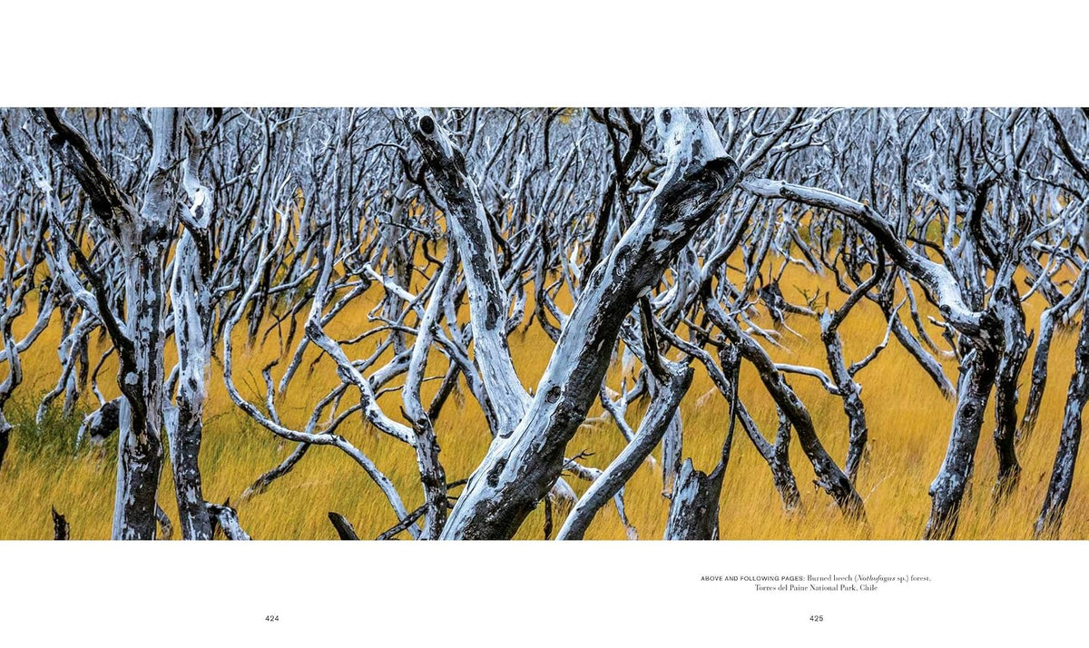 Trees: Between Earth and Heaven (Gift Edition)