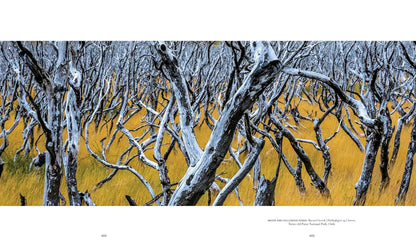 Trees: Between Earth and Heaven (Gift Edition)
