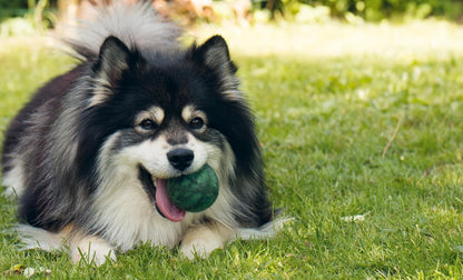 Knits for Dogs