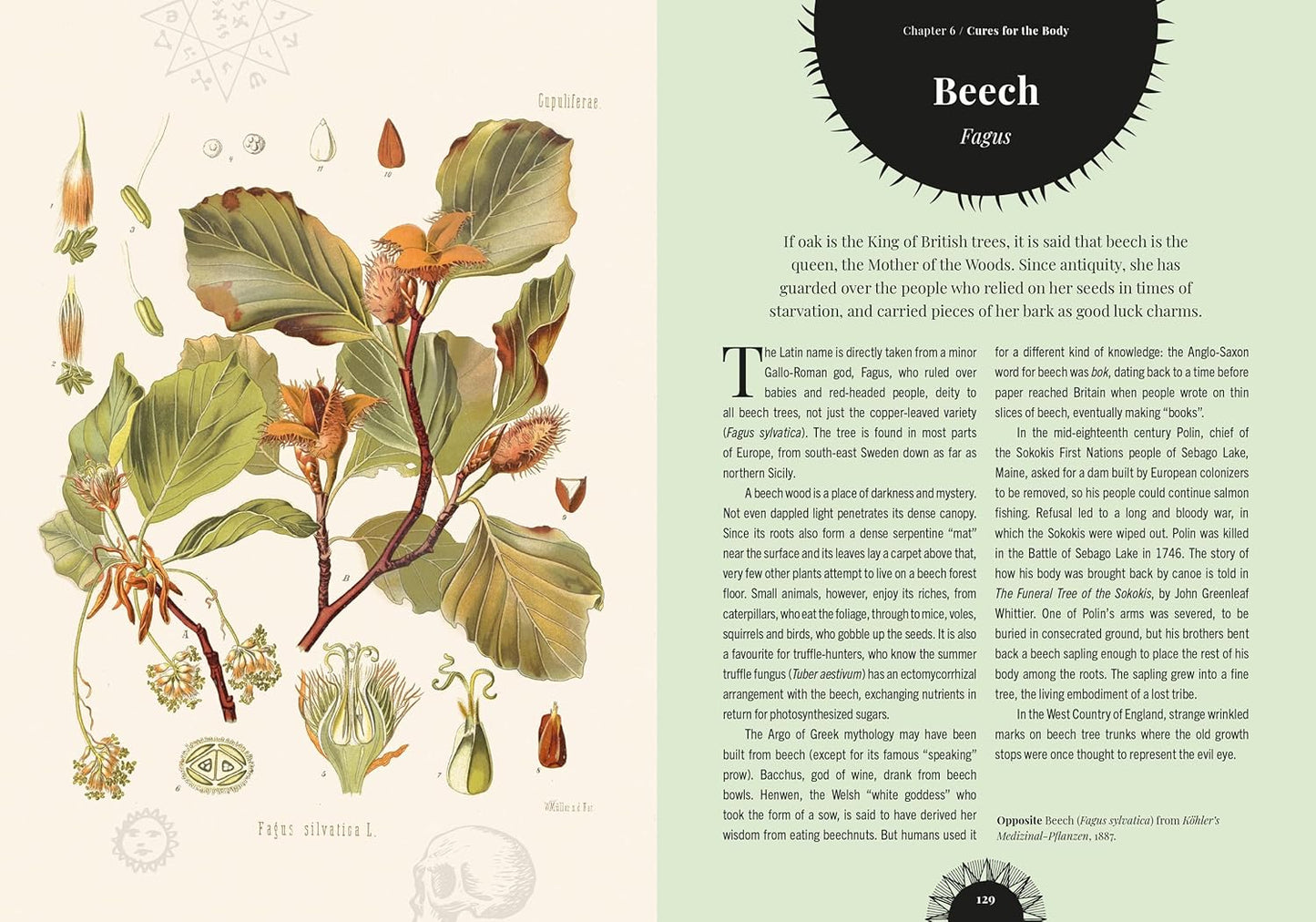 Witch's Forest: Trees in Magic, Folklore and Traditional Remedies: Trees in Magic, Folklore and Traditional Remedies