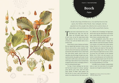 Witch's Forest: Trees in Magic, Folklore and Traditional Remedies: Trees in Magic, Folklore and Traditional Remedies