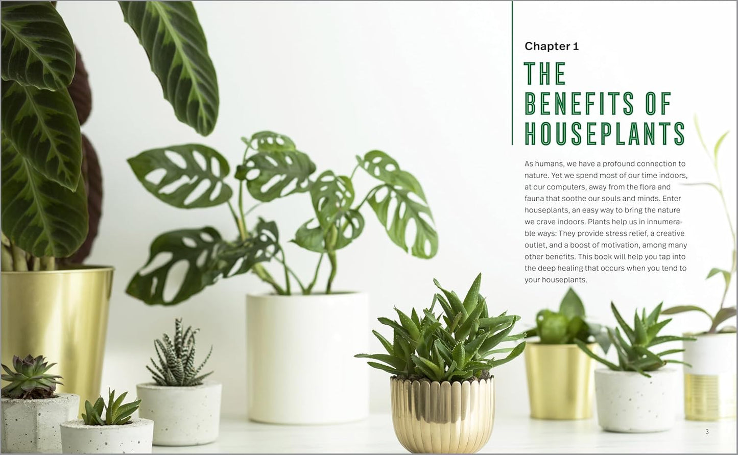 Houseplants for Beginners: A Practical Guide to Choosing, Growing, and Helping Your Plants Thrive: A Practical Guide to Choosing, Growing, and Helping Your Plants Thrive