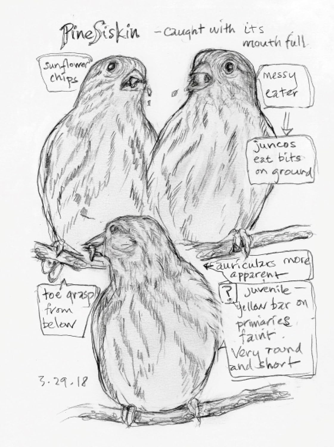 The Backyard Bird Chronicles by Amy Tan