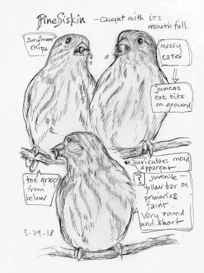 The Backyard Bird Chronicles by Amy Tan