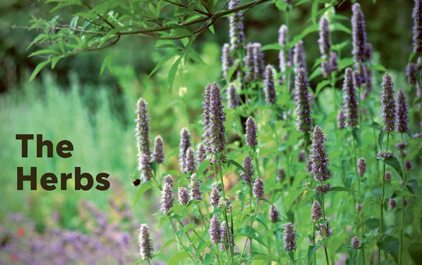 100 Herbs to Grow: A Comprehensive Guide to the Best Culinary and Medicinal Herbs
