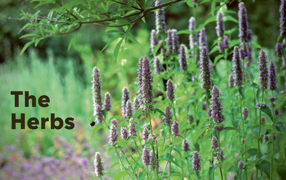 100 Herbs to Grow: A Comprehensive Guide to the Best Culinary and Medicinal Herbs