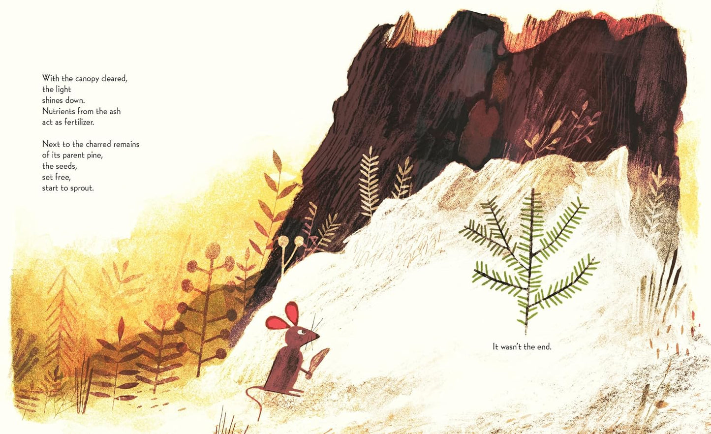 Pine Cone Regrown: How One Species Thrives After Fire by Elisa Boxer