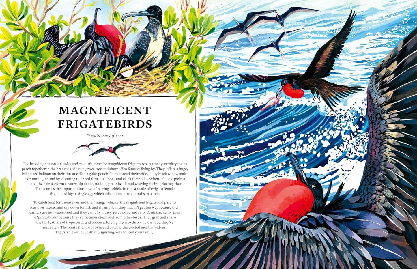 Oceanopedia: An Encyclopedia of Marine Creatures
