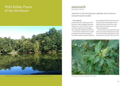 Northeast Foraging: 120 Wild and Flavorful Edibles from Beach Plums to Wineberries