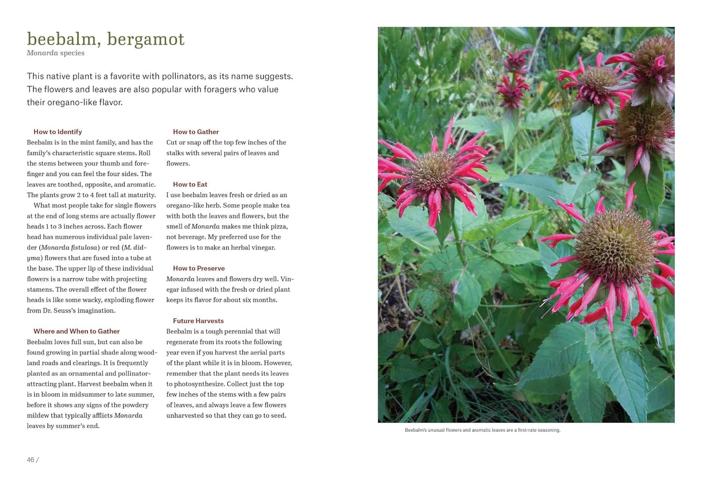 Northeast Foraging: 120 Wild and Flavorful Edibles from Beach Plums to Wineberries