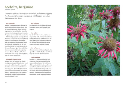 Northeast Foraging: 120 Wild and Flavorful Edibles from Beach Plums to Wineberries
