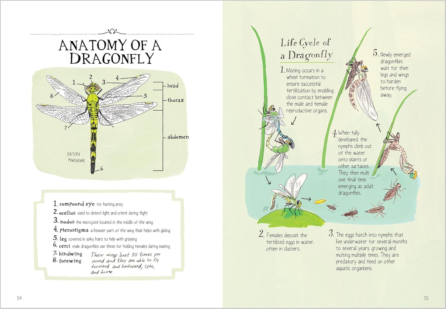 Insect Anatomy: The Curious World of Bees, Beetles, Butterflies, and Bugs