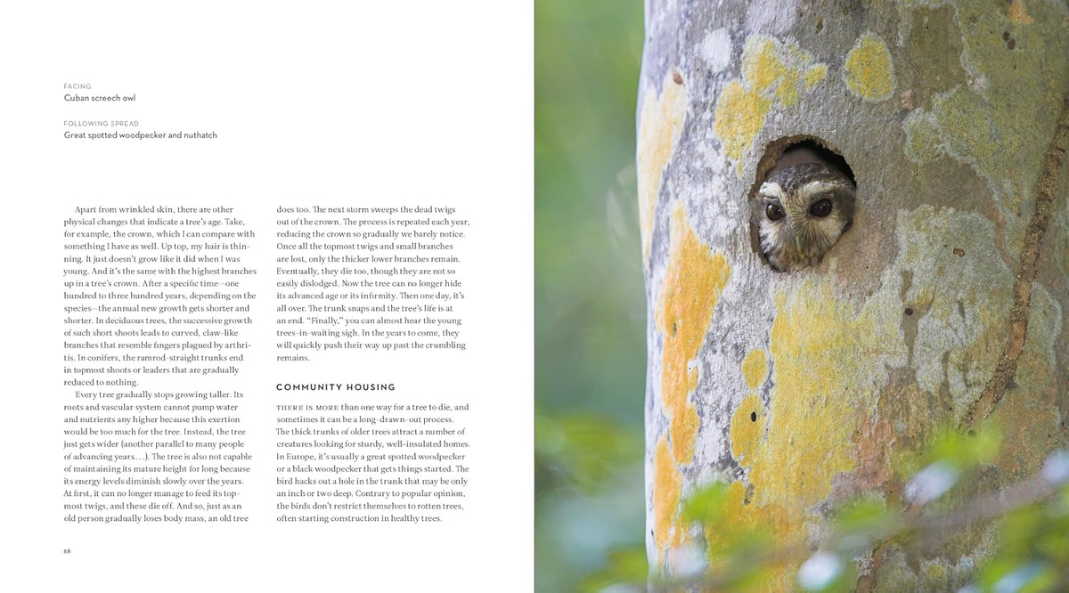 The Hidden Life of Trees: The Illustrated Edition