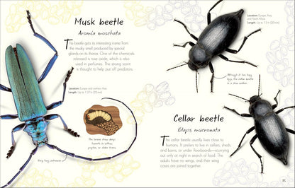 An Anthology of Beetles: A Collection of Brilliant Beetles from Around the World