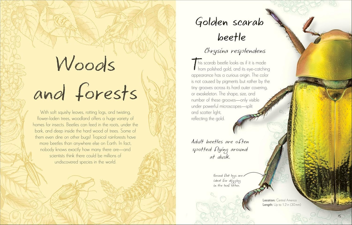 An Anthology of Beetles: A Collection of Brilliant Beetles from Around the World