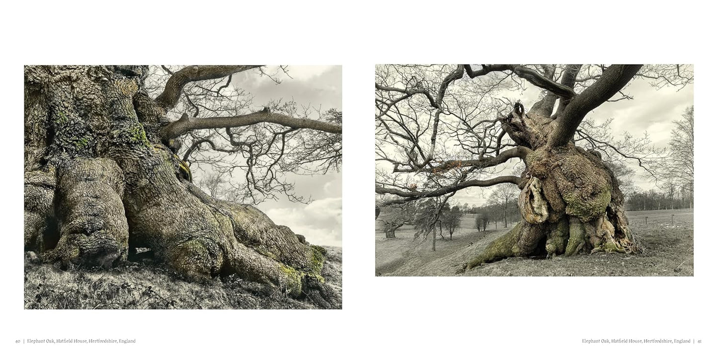Oak: From Seed to Ancient Tree: From Seed to Ancient Tree