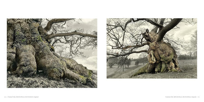 Oak: From Seed to Ancient Tree: From Seed to Ancient Tree