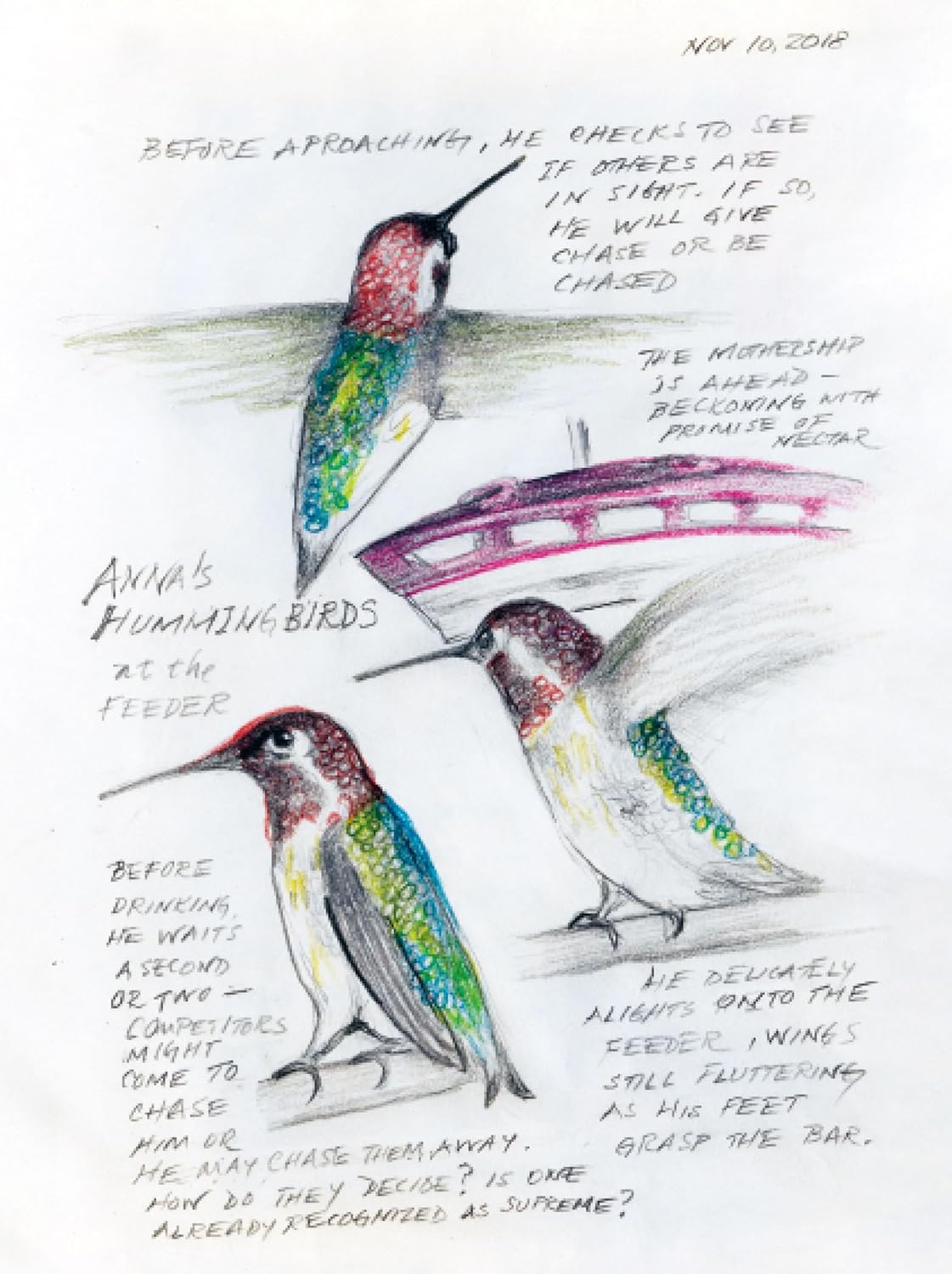 The Backyard Bird Chronicles by Amy Tan