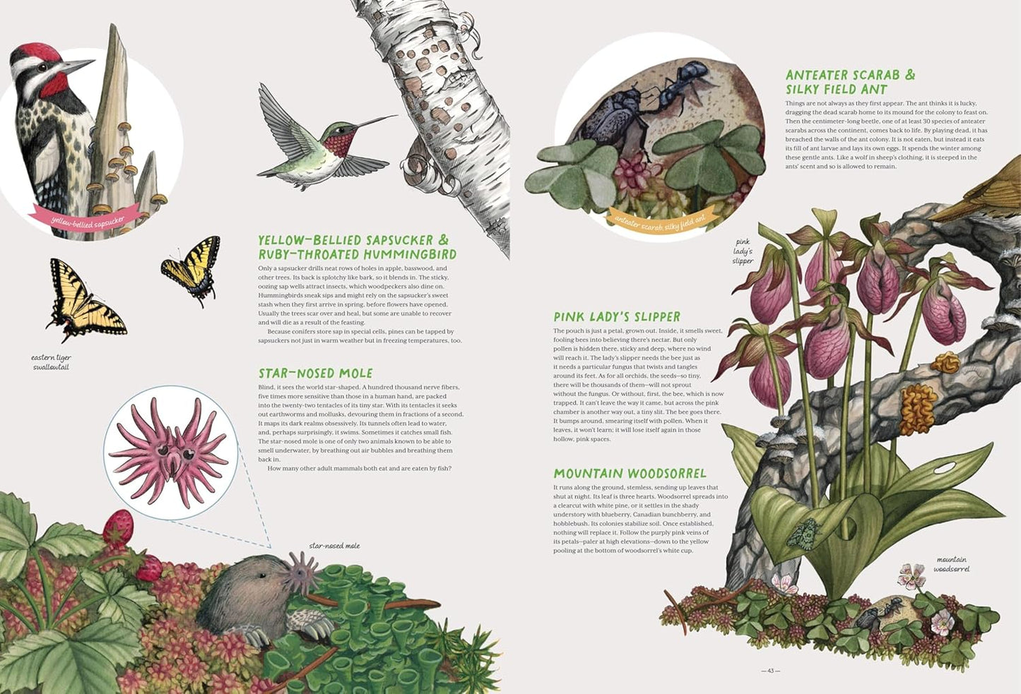 The Forest Revealed: An Illustrated Year by Jada Fitch & Kateri Kosek