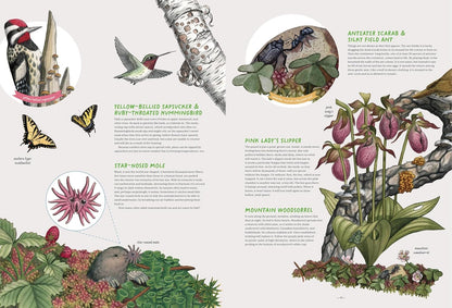 The Forest Revealed: An Illustrated Year by Jada Fitch & Kateri Kosek