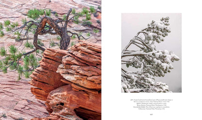 Trees: Between Earth and Heaven (Gift Edition)