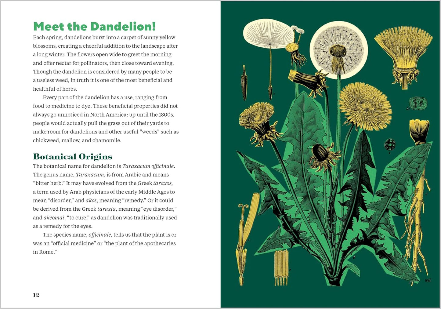 Dandelion Medicine, 2nd Edition: Forage, Feast, and Nourish Yourself with This Extraordinary Weed