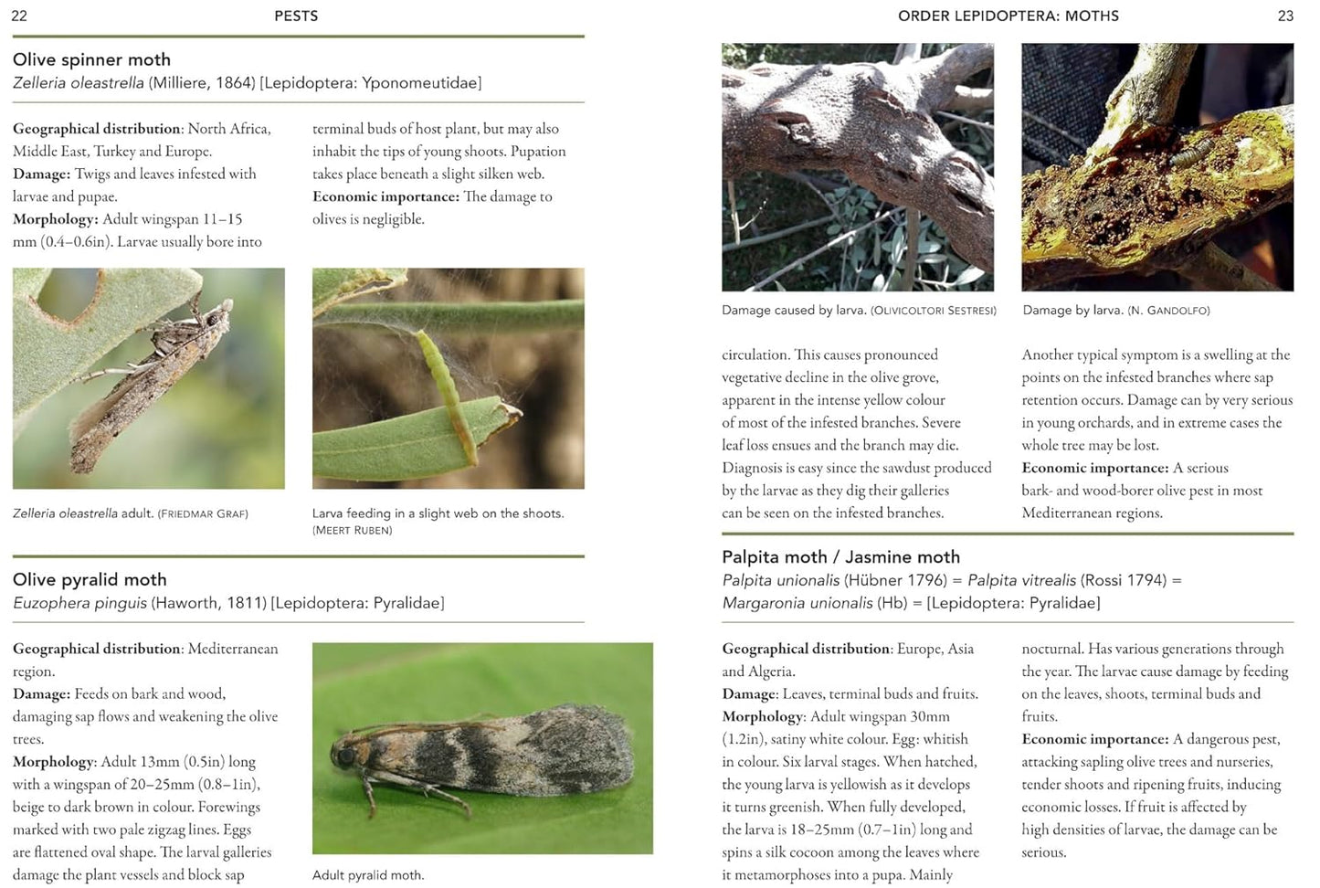 A Guide to Olive Pests & Diseases: Treating Olive Pests, Diseases and Disorders Worldwide, Growing 'Happy' Olive Trees and Reducing Reliance on Chemical Use by Dr. Vera Sergeeva