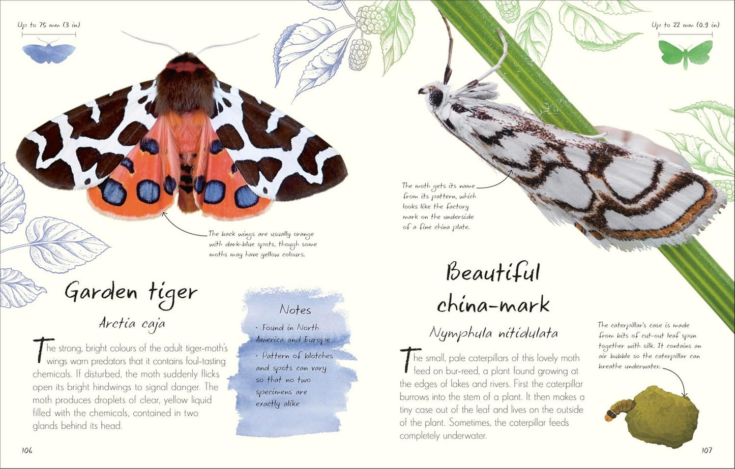 An Anthology of Butterflies and Moths: A Collection of Butterflies and Moths from Around the World
