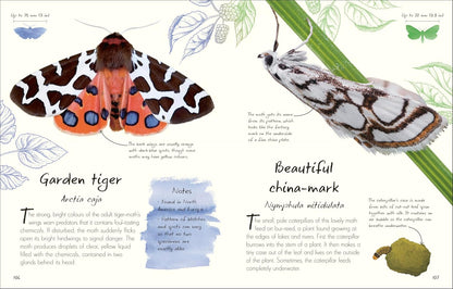 An Anthology of Butterflies and Moths: A Collection of Butterflies and Moths from Around the World