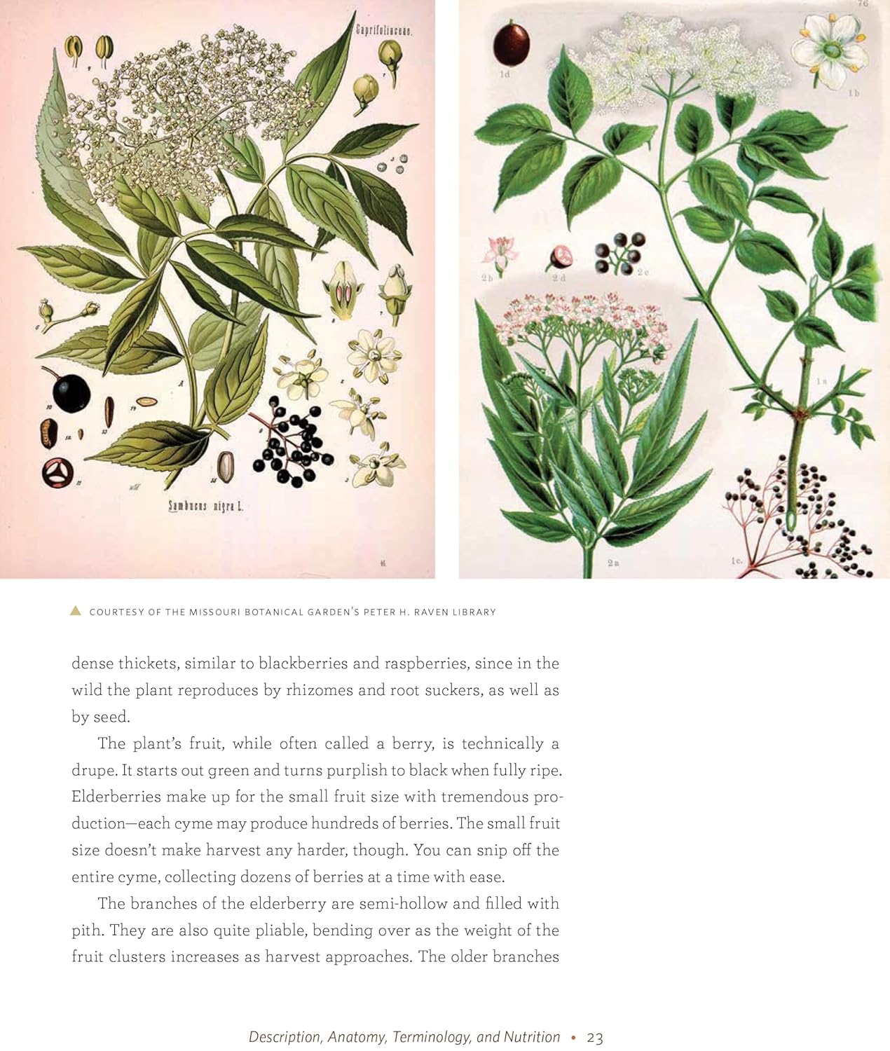 The Elderberry Book: Forage, Cultivate, Prepare, Preserve: Forage, Cultivate, Prepare, Preserve