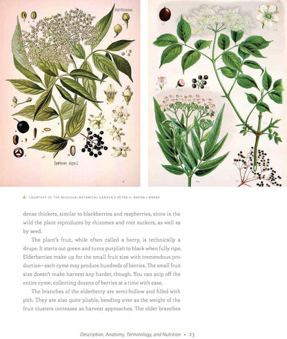 The Elderberry Book: Forage, Cultivate, Prepare, Preserve: Forage, Cultivate, Prepare, Preserve