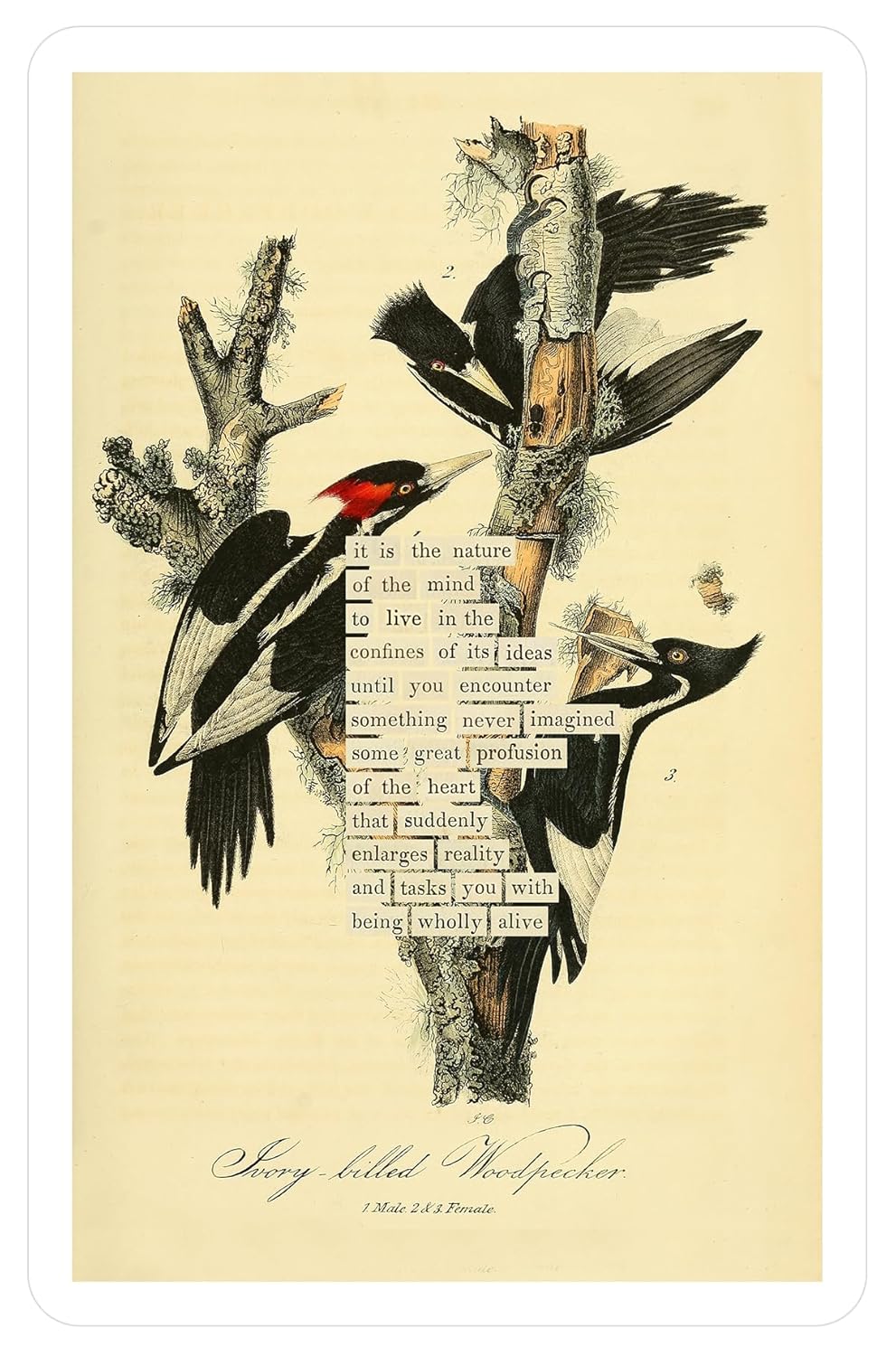 An Almanac of Birds: 100 Divinations for Uncertain Days