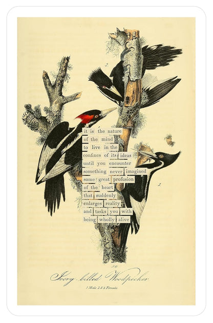 An Almanac of Birds: 100 Divinations for Uncertain Days